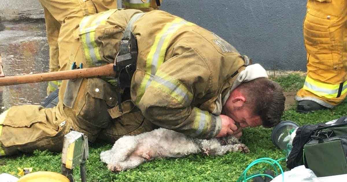 firefighter gives dog cpr