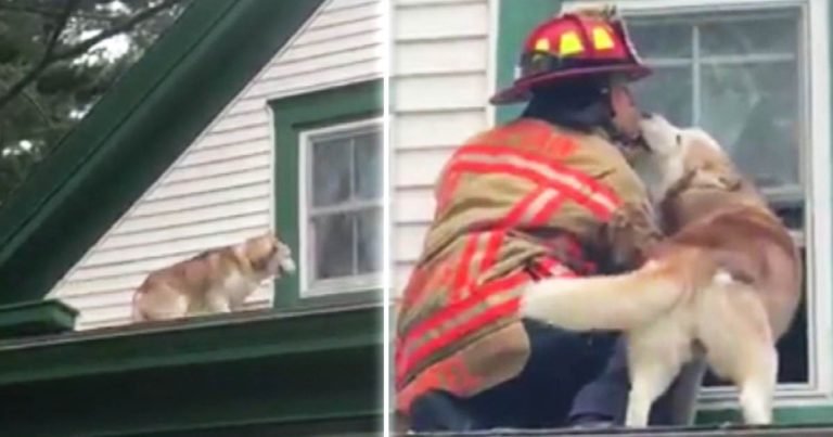 dog kissing firefighter after rescue