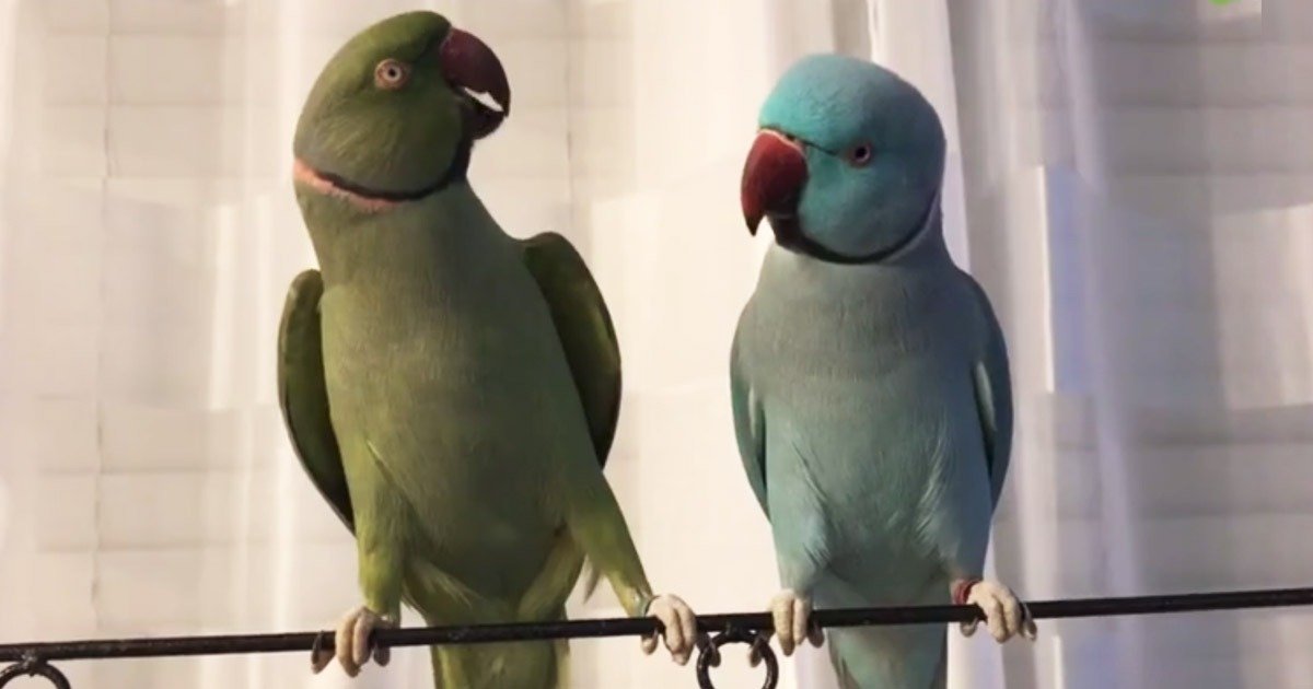 Chatting-Parrots
