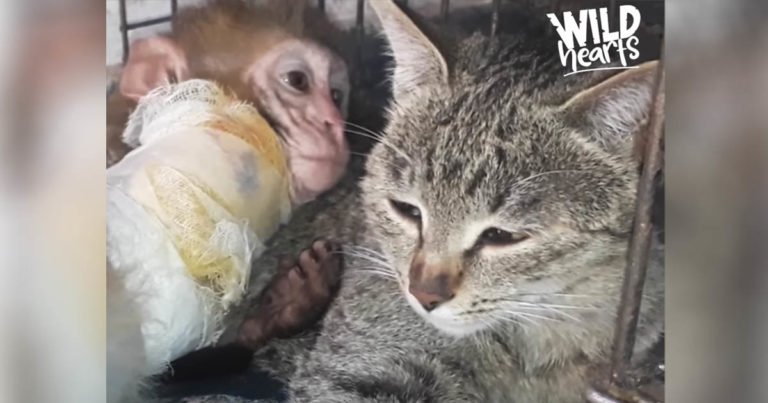 Cat Becomes Mother To Monkey