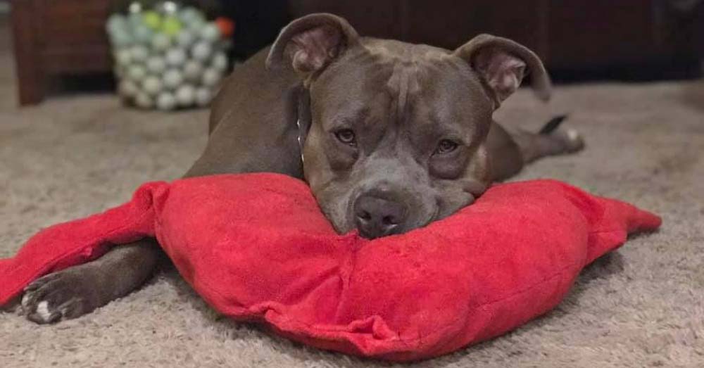 draco-pillow-heart
