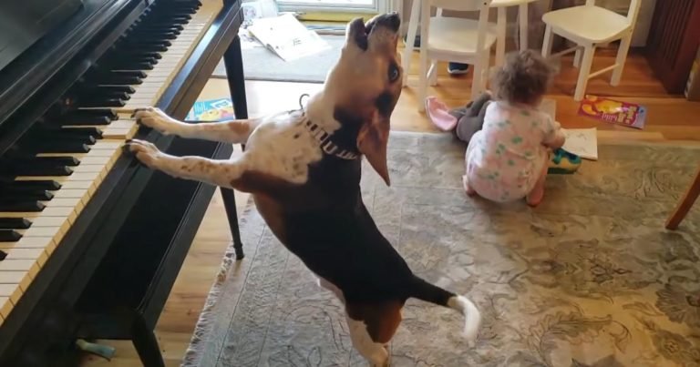 Dog Plays Piano
