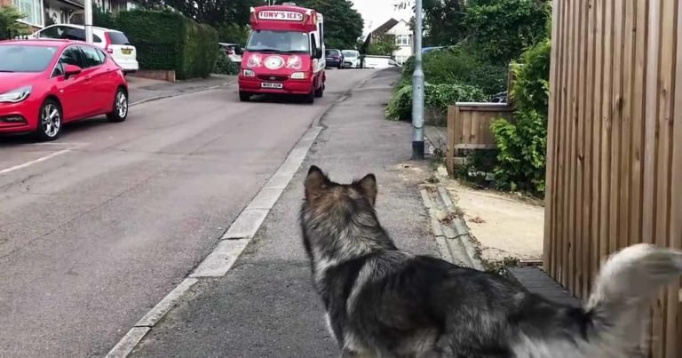 dog waits for ice cream truck
