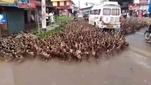 ducks-traffic