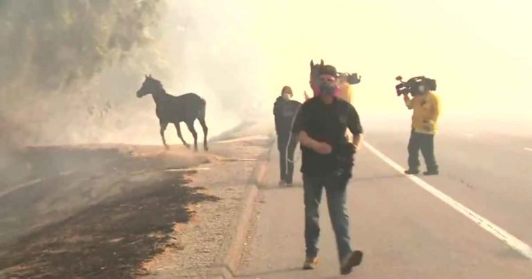 horse-saves-family-wildfire