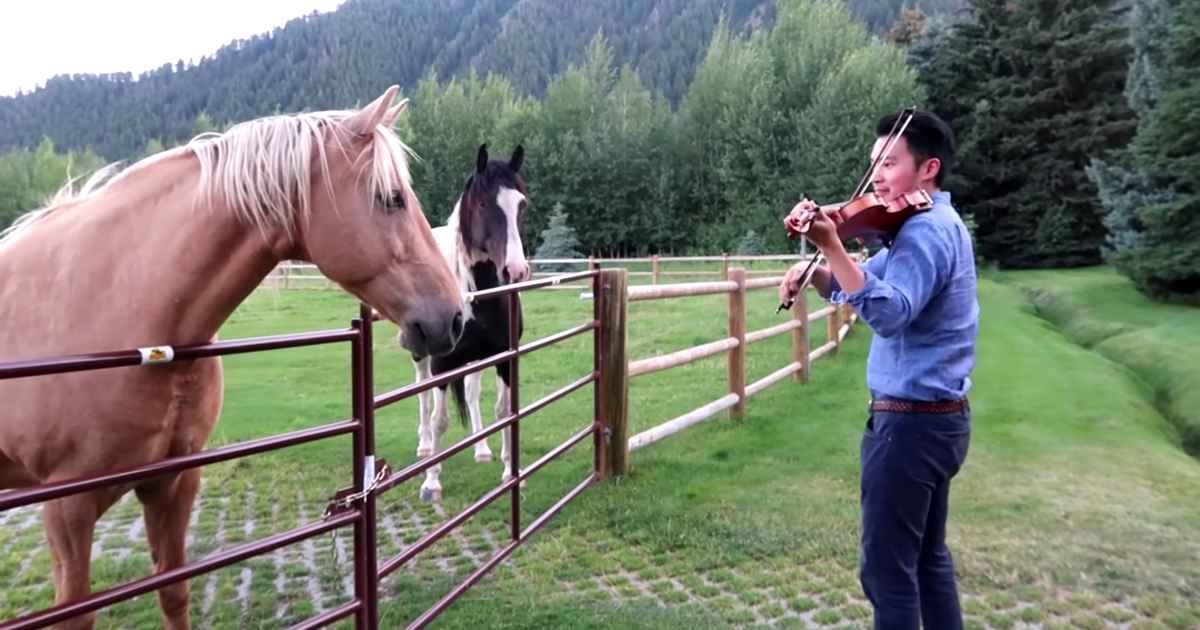 horses-violin