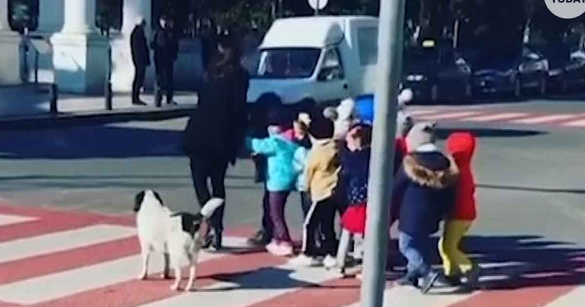 dog-helps-kids-cross-street