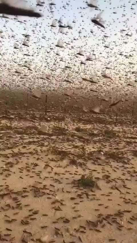 Day Turns To Night As Biblical Prophecy Of Locust Plague Comes To Pass ...