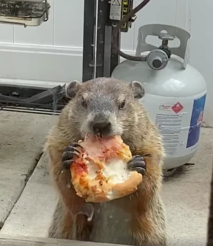 groundhog-eating-pizza-3