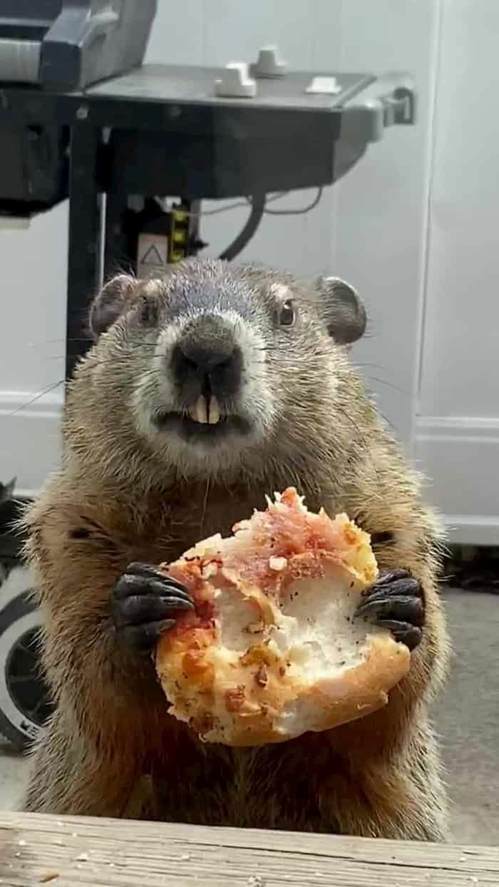 groundhog-eating-pizza-4