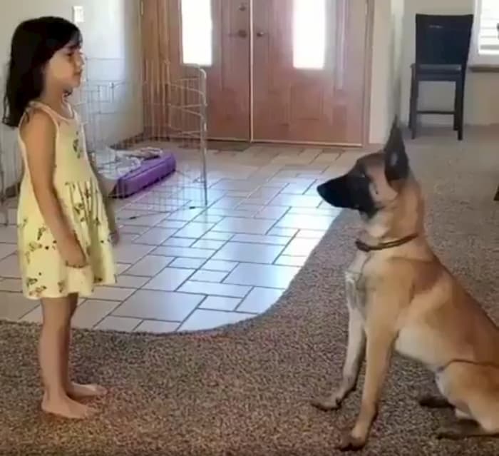 dog-plays-hide-and-seek-with-little-girl-1