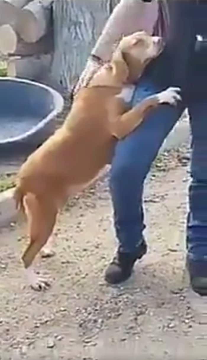 shelter-dog-hugs-journalist-3