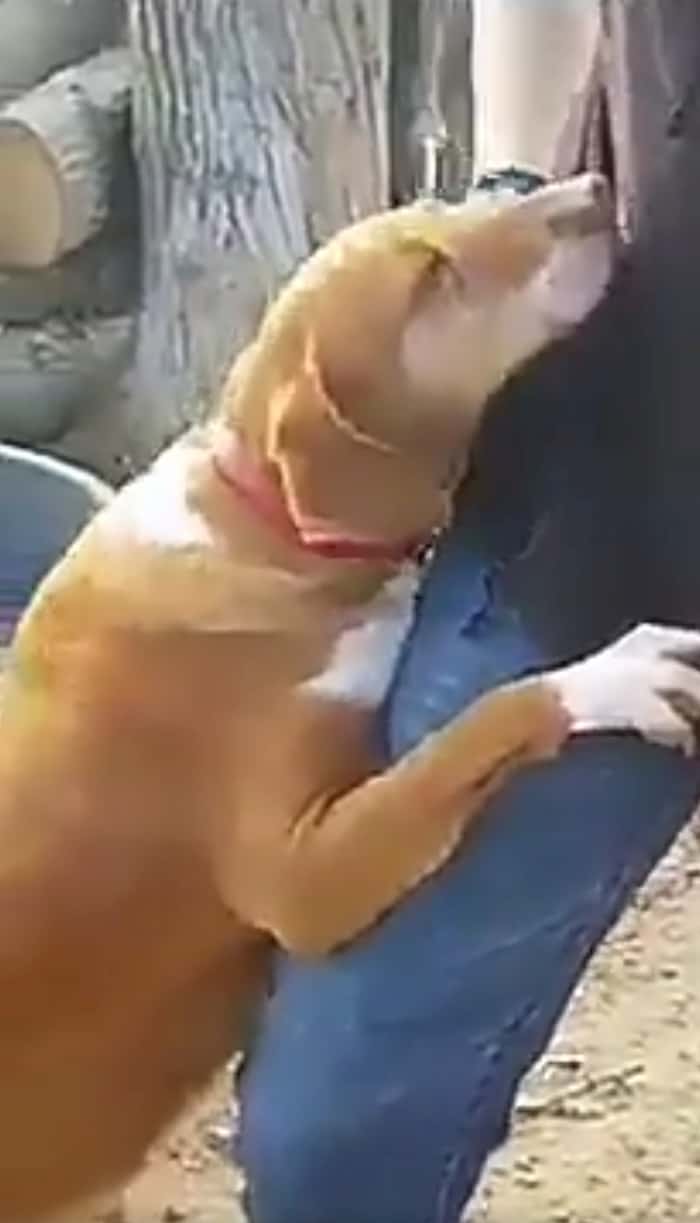 shelter-dog-hugs-journalist-4