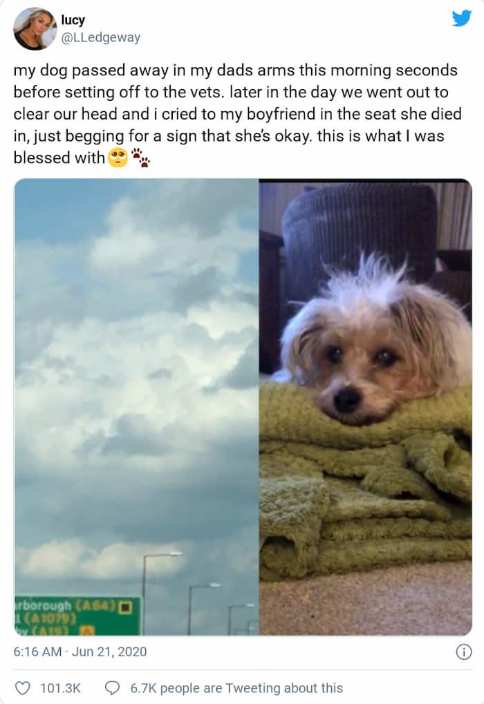 dog-face-in-cloud