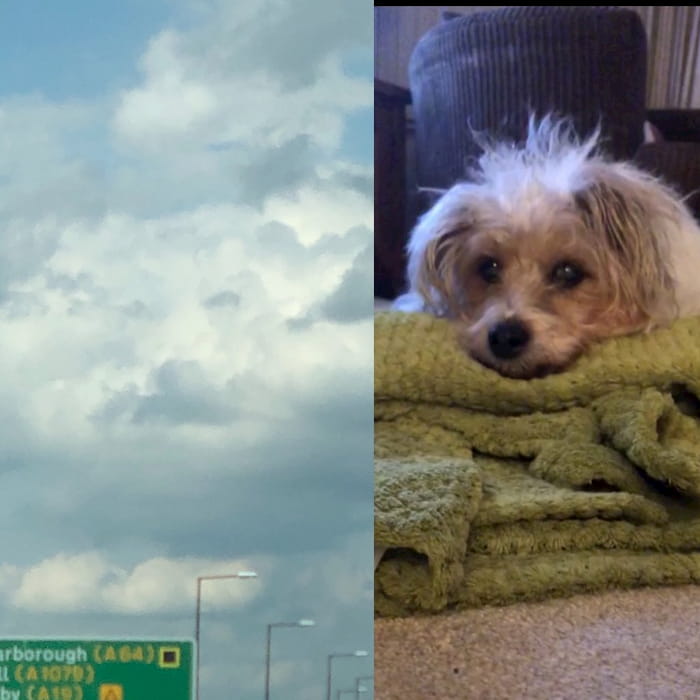 dog-face-in-clouds-3