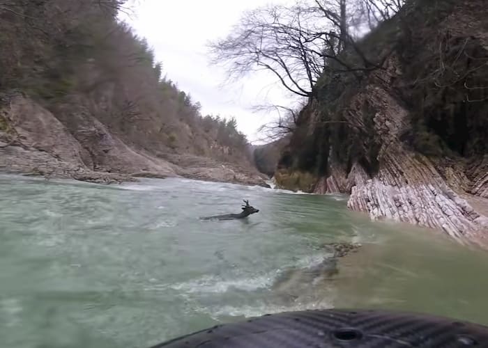 kayaker-saves-deer-2