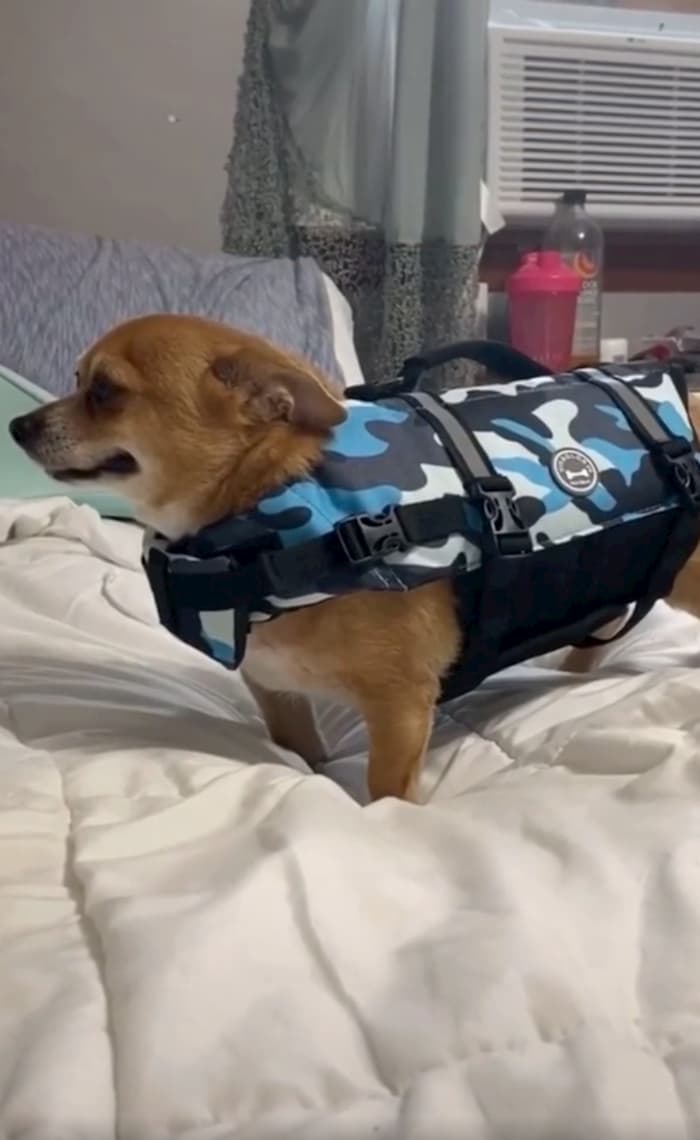 dog-in-life-jacket-tiktok-video-2