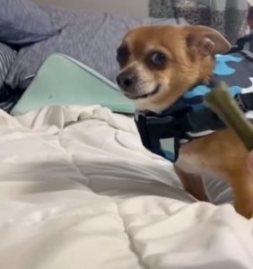 dog-in-life-jacket-tiktok-video-3