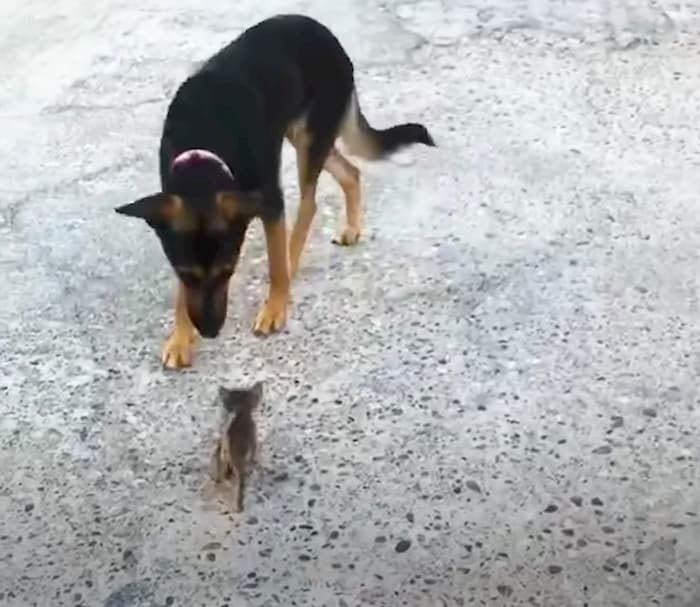 kitten-thinks-dog-is-mother-2