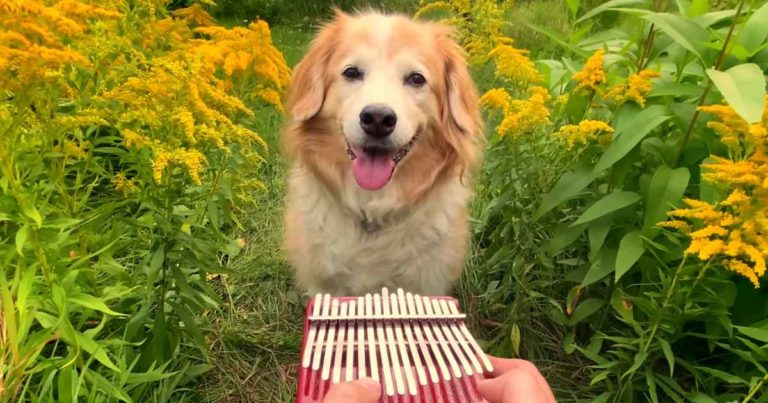 kalimba-golden-retriever