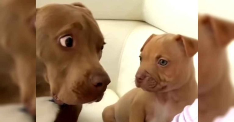 pitbull-meets-puppy