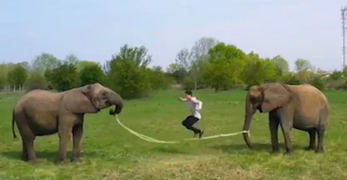 elephants-play-rope