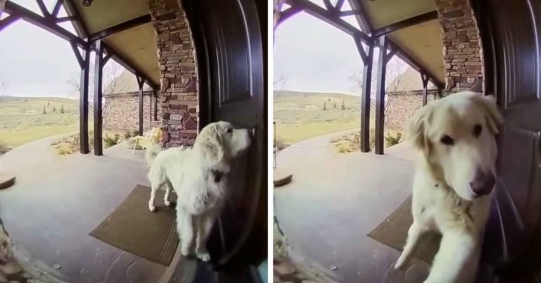dog-uses-ring-doorbell