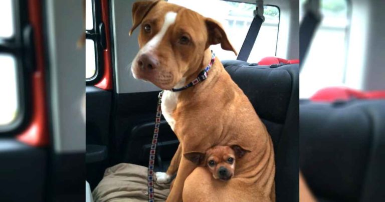 pitbull-and-chihuahua-rescued-together