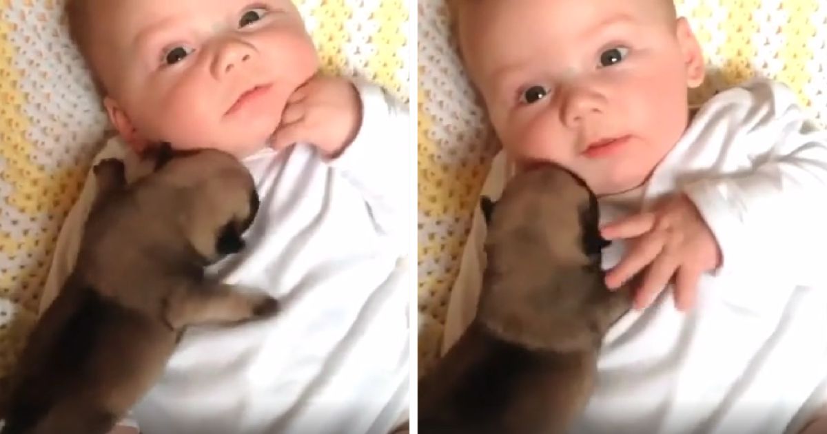 newborn puppy meets baby