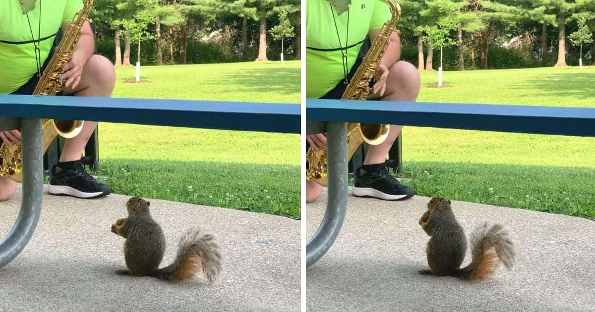 Squirrel listening to saxophone