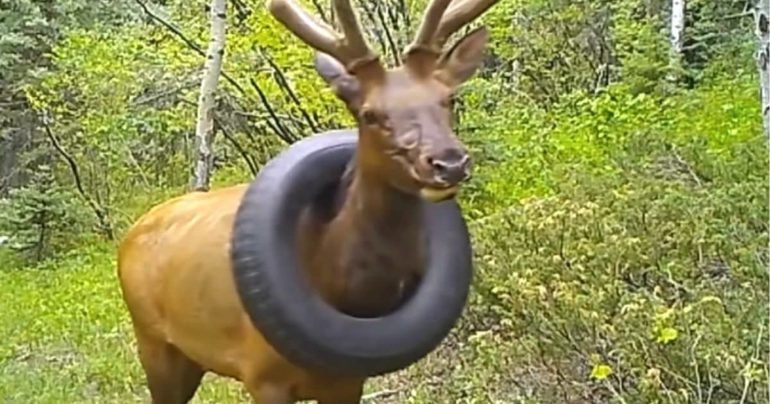 elk stuck in tire