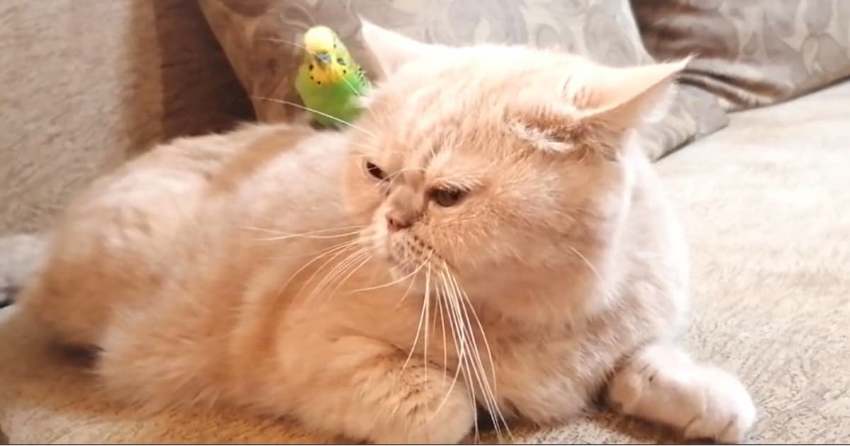 cat parrot friendship