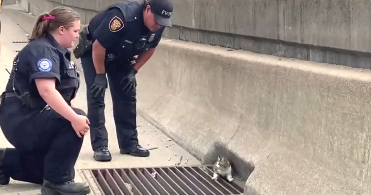 officers rescue kitten