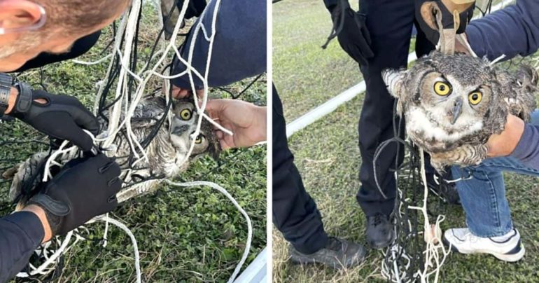 owl-caught-in-soccer-net