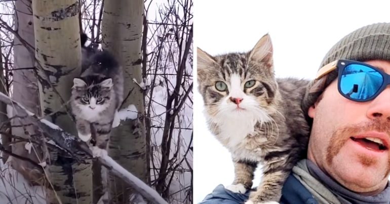 hiker-saves-freezing-kitten