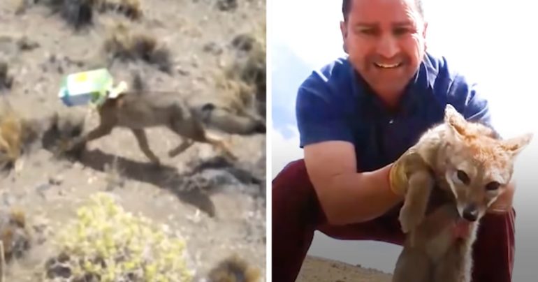 fox-with-head-stuck-in-box-rescued