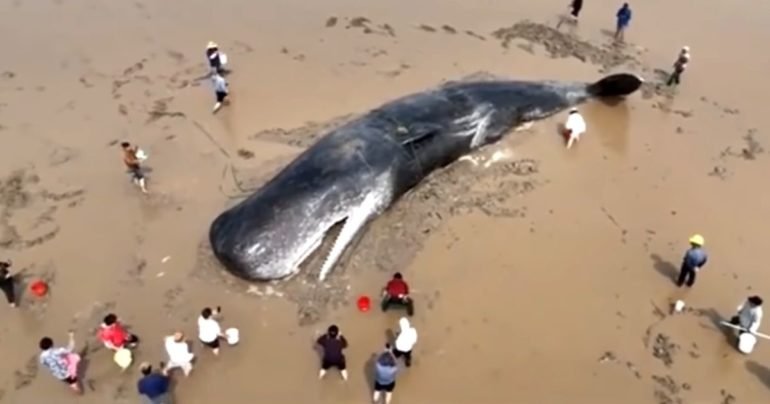 sperm-whale-rescue-china