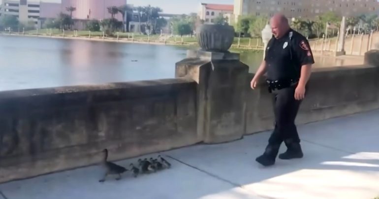 police-officer-walks-ducks-home