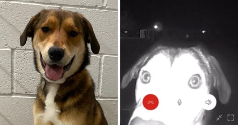 lost-dog-rings-doorbell-camera