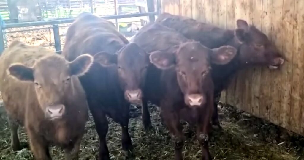 Prophetic Anticipation Mounts As Unblemished Red Heifers Approach Age ...