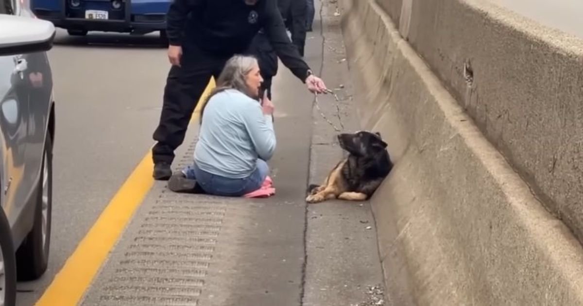 dog-rescue-on-highway