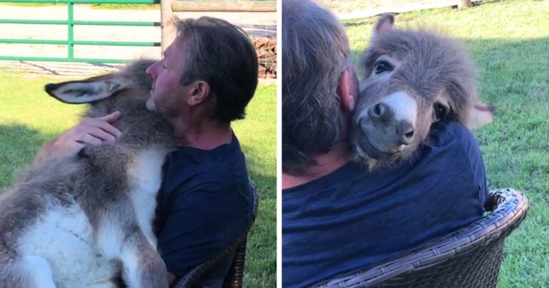 man serenades donkey