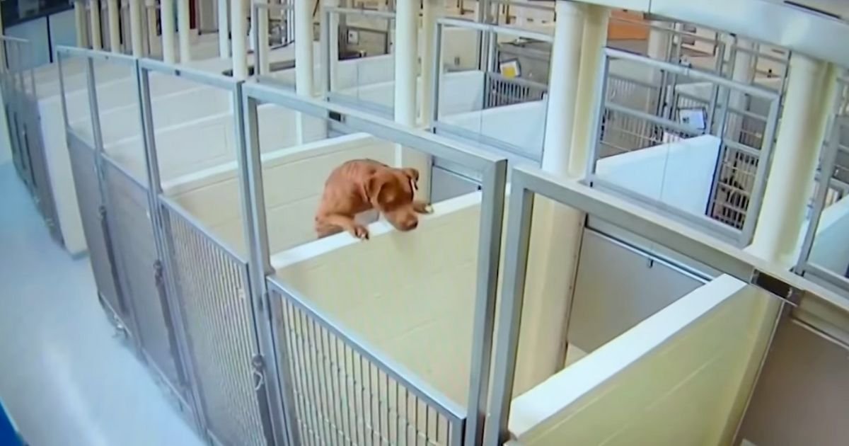 dog jumping wall shelter