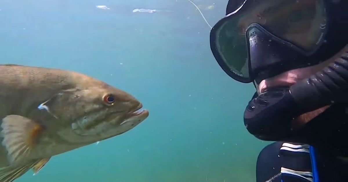 scuba diver befriends fish