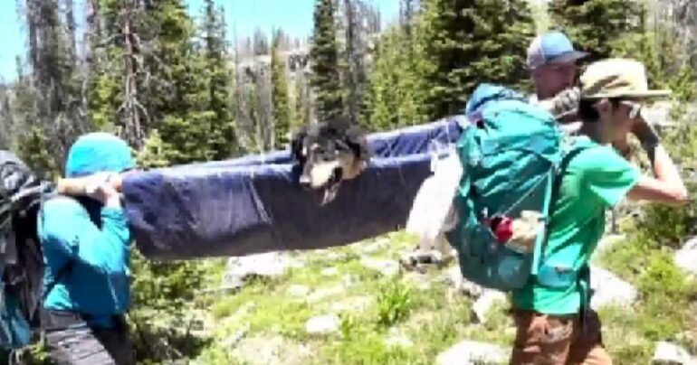 church camping dog rescue