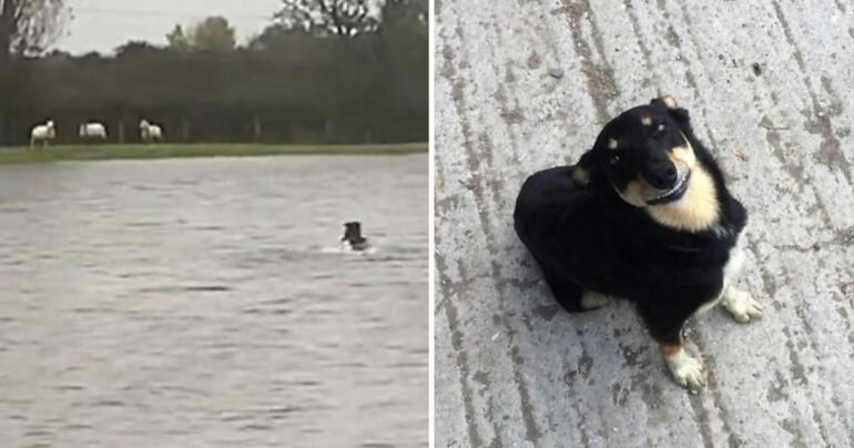 dog rescues sheeps from floodwaters
