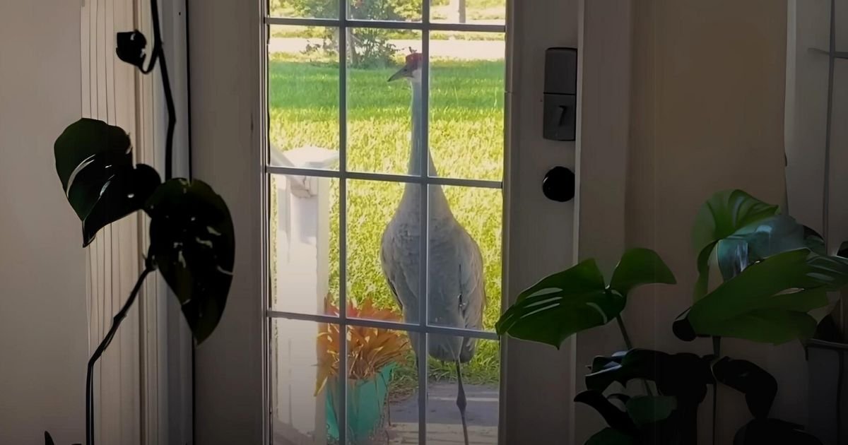 crane knocks on door