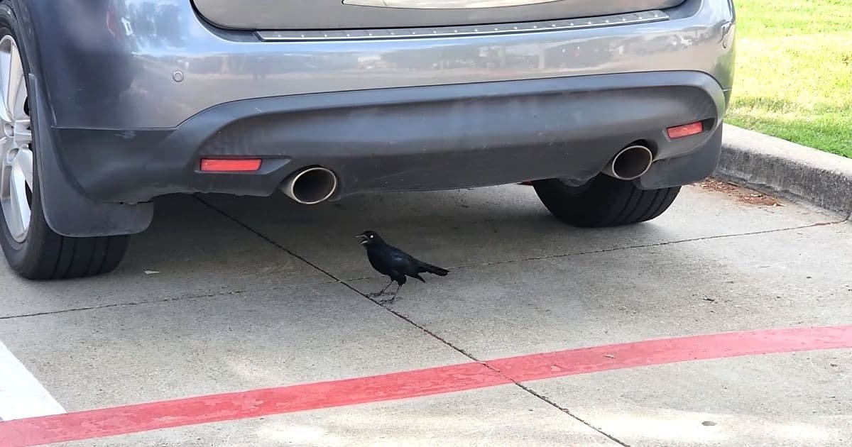 bird mimics car ignition sound