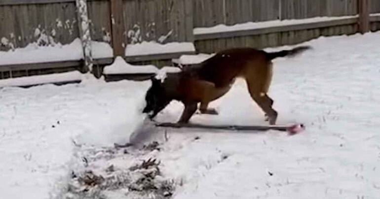 k9 dog shoveling snow