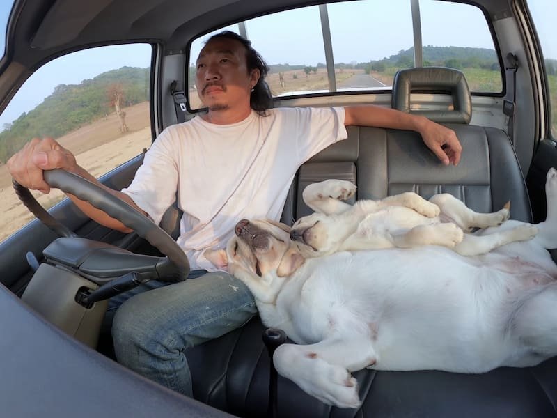 travelling with dogs